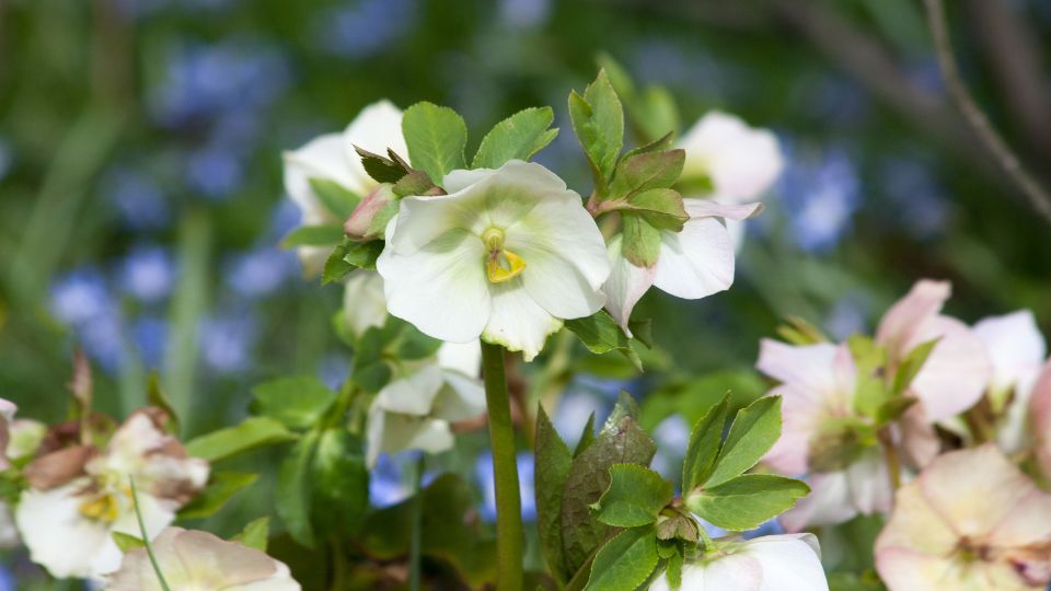 A hunyor Helleborus 1