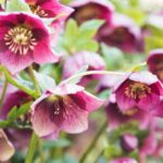 A hunyor Helleborus