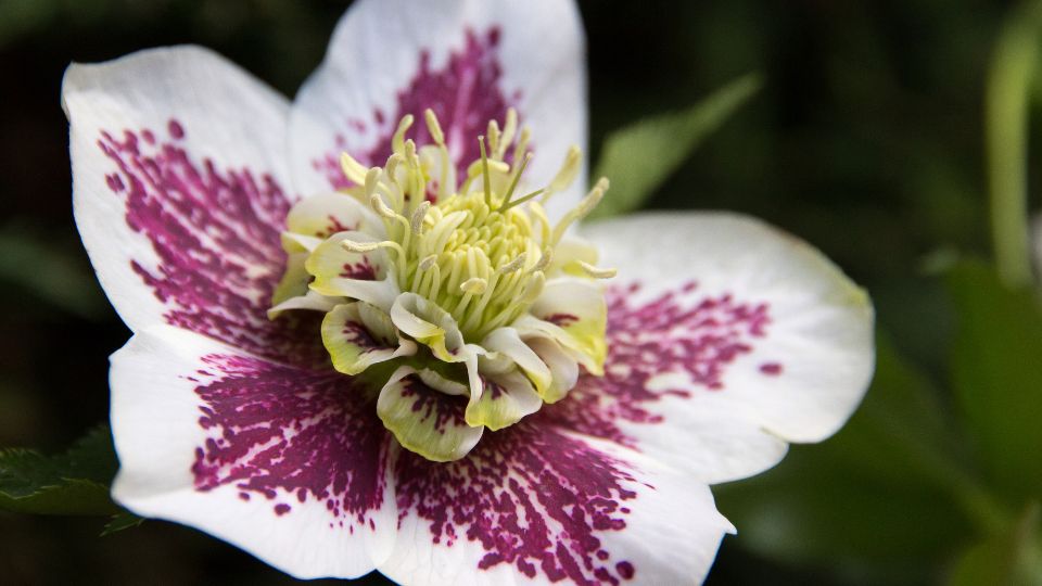 A hunyor Helleborus 2