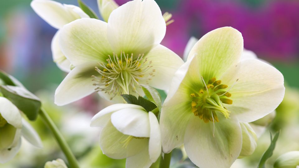 A hunyor Helleborus 4