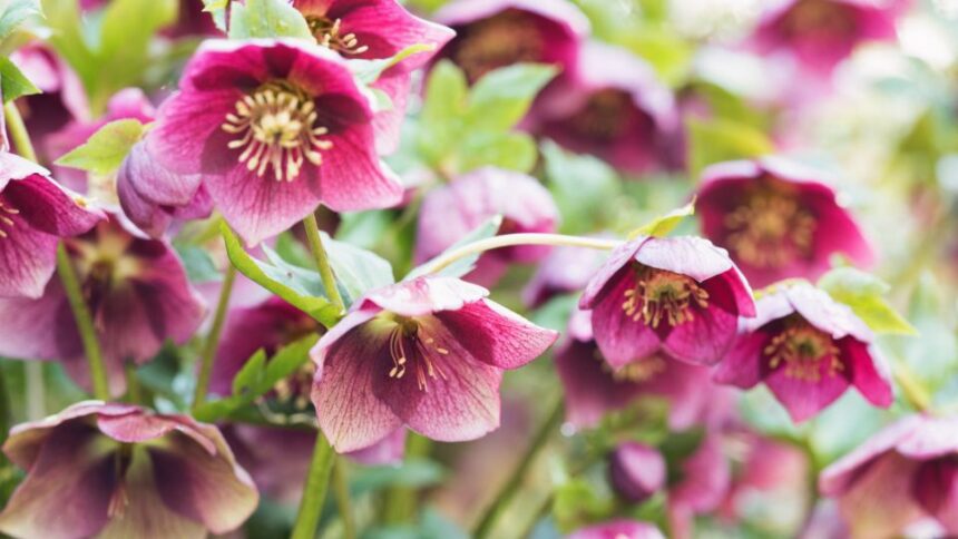 A hunyor Helleborus