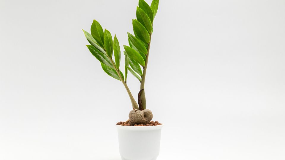 Agglegenypalma Zamioculcas zamiifolia 2