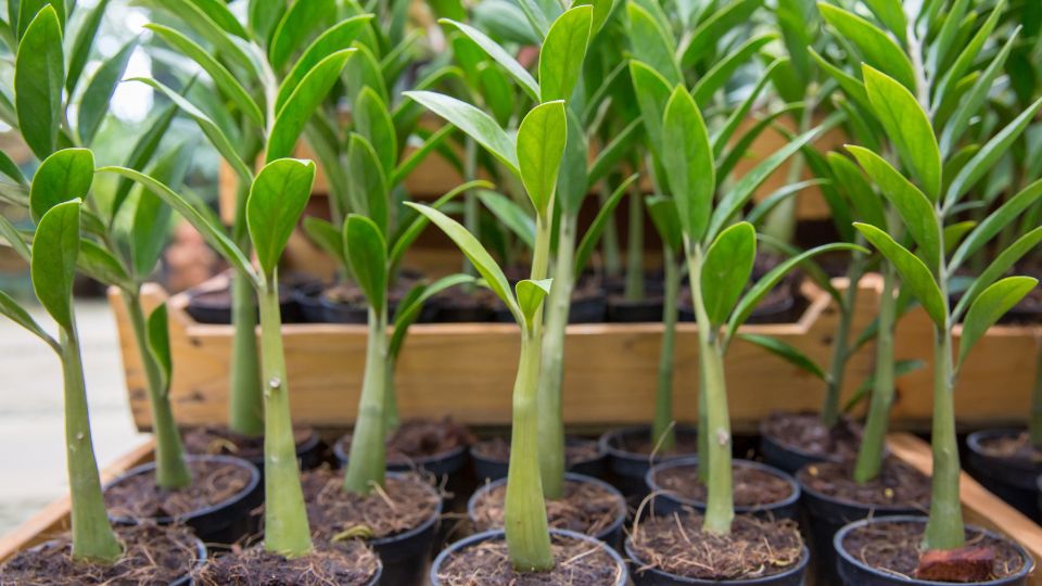 Agglegenypalma Zamioculcas zamiifolia 4