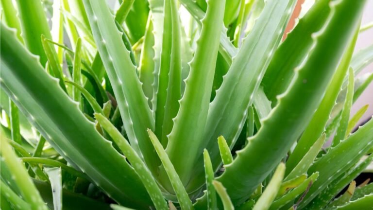 Aloe Vera (Aloë vera) jellemzői, gondozása és ápolása - 🌿Kertikék