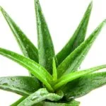 Friss Aloe Vera növény, zöld levelekkel, vízcseppekkel a felületén.