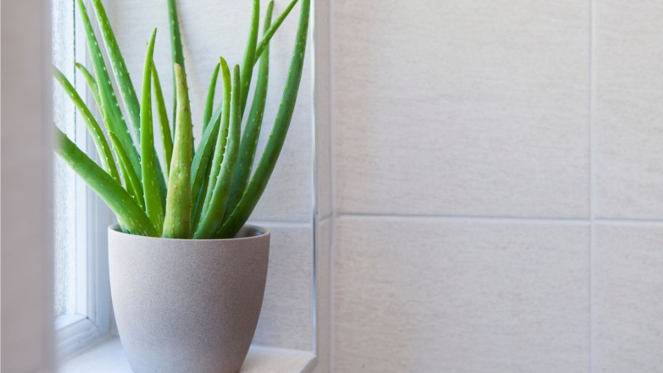 Aloe Vera Aloe vera 2