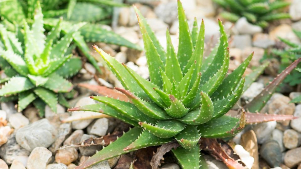 Aloe Vera Aloe vera 3