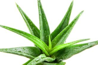 Friss Aloe Vera növény, zöld levelekkel, vízcseppekkel a felületén.