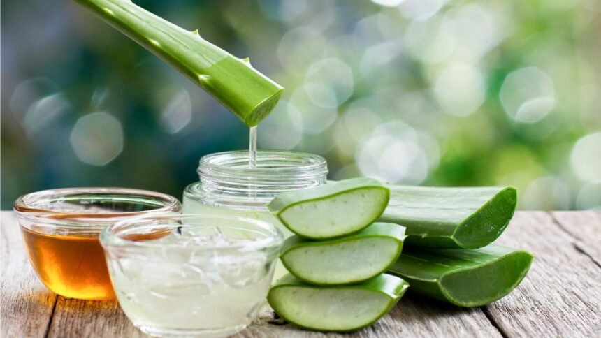 Aloe Vera (Aloë vera) jellemzői, gondozása és ápolása - 🌿Kertikék