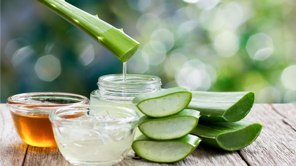 Aloe Vera Aloe vera 4