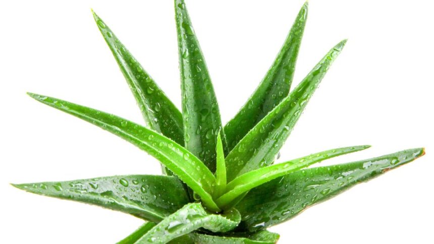 Aloe Vera Aloe vera