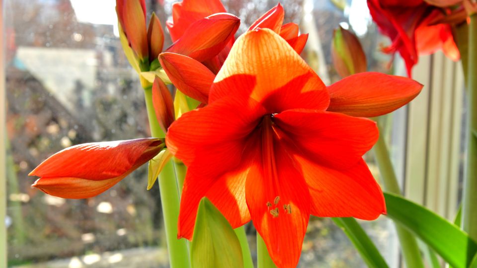 Amarillisz Hippeastrum 1