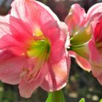 Amarillisz Hippeastrum