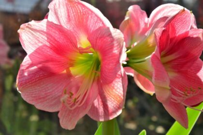 Amarillisz Hippeastrum