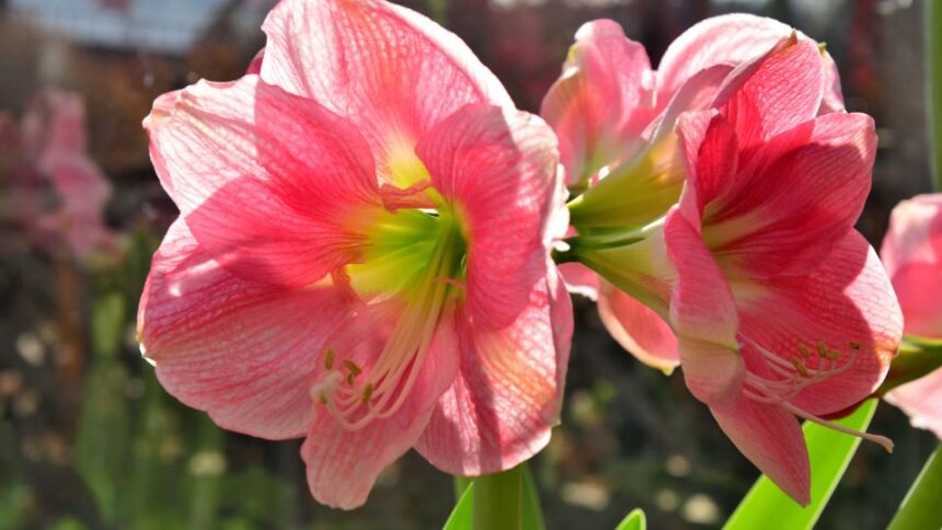 Amarillisz Hippeastrum