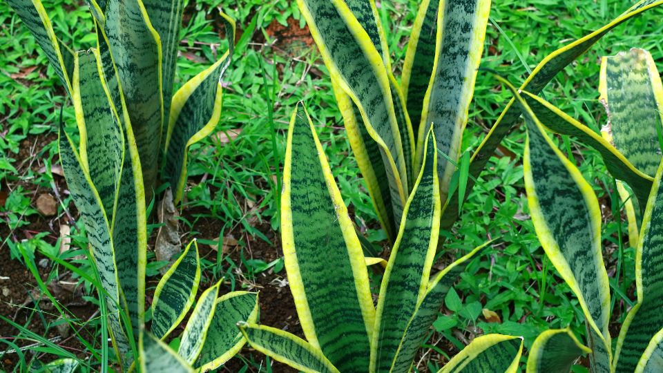 Anyosnyelv Sansevieria 1