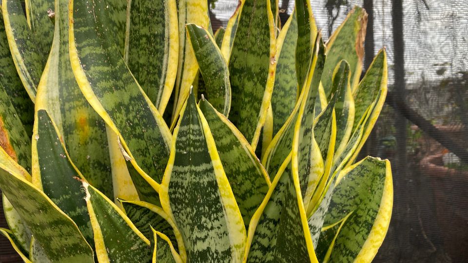 Anyosnyelv Sansevieria 2