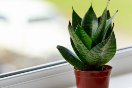 Anyosnyelv Sansevieria