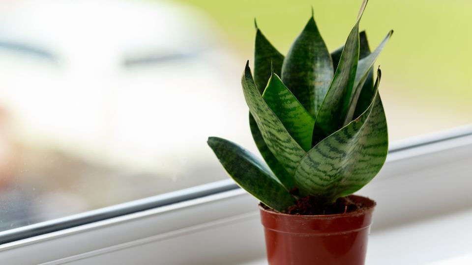 Egy szép anyósnyelv (Sansevieria) növény, zöld levelekkel, cserépben, napfényben.