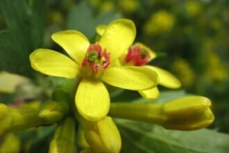 Az Arany Ribiszke sárga virágai, élénk színekben pompázva a zöld levelek között.