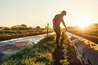 Egy férfi a naplementében zöldséget ültet a kertjében, a sorok között haladva.