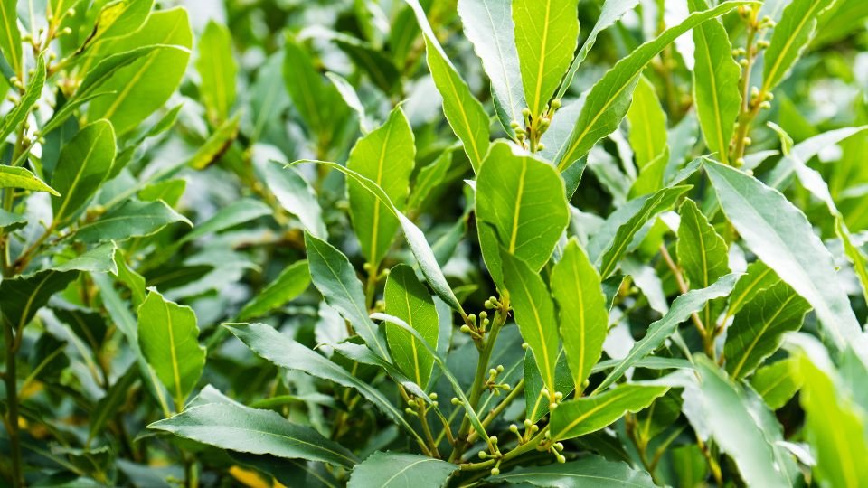 Sűrű babérlevelek zöldellő ága, friss és egészséges megjelenéssel.