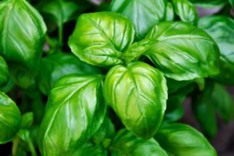 Friss bazsalikom levelek, élénk zöld színnel, a kertben növekvő fűszer.