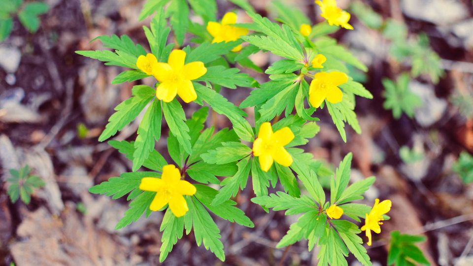 Boglaros Szellorozsa Anemone ranunculoides 1