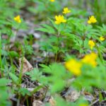 Boglaros Szellorozsa Anemone ranunculoides