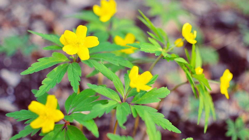 Boglaros Szellorozsa Anemone ranunculoides 2