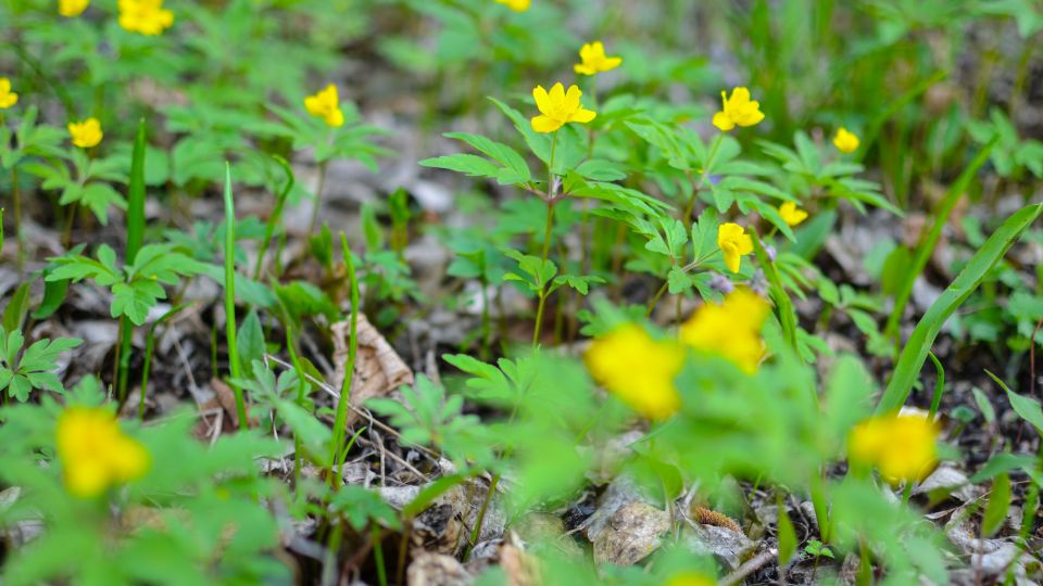 Boglaros Szellorozsa Anemone ranunculoides 3