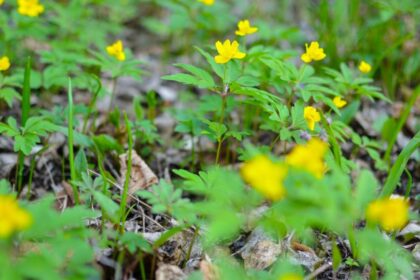 Boglaros Szellorozsa Anemone ranunculoides