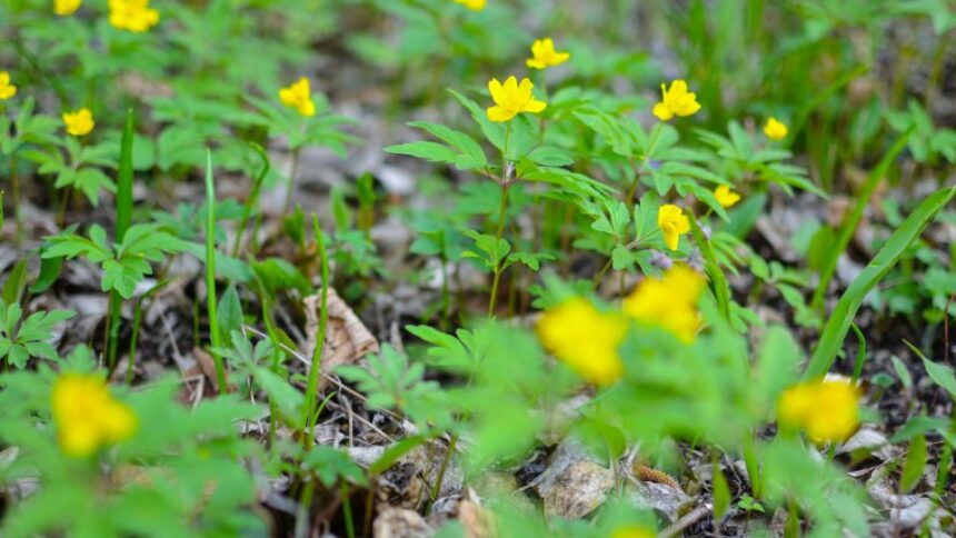 Boglaros Szellorozsa Anemone ranunculoides