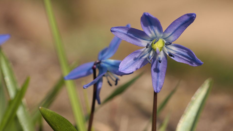 Bokolo csillagvirag Scilla siberica 2