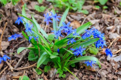 Bokolo csillagvirag Scilla siberica