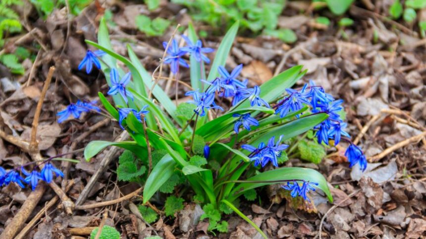 Bokolo csillagvirag Scilla siberica