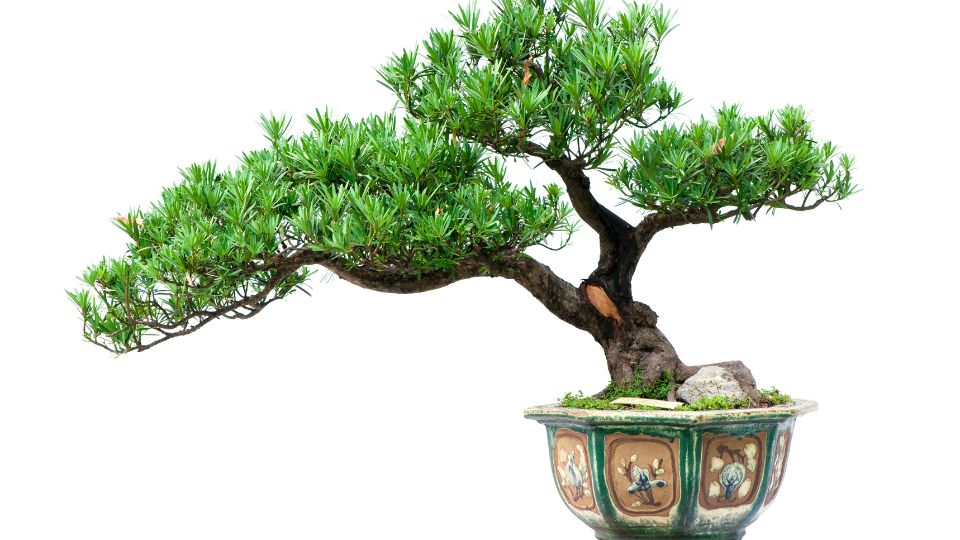 Bonsai 1