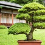 Egy gyönyörű bonsai fa zöld levelekkel, háttérben egy hagyományos épülettel.