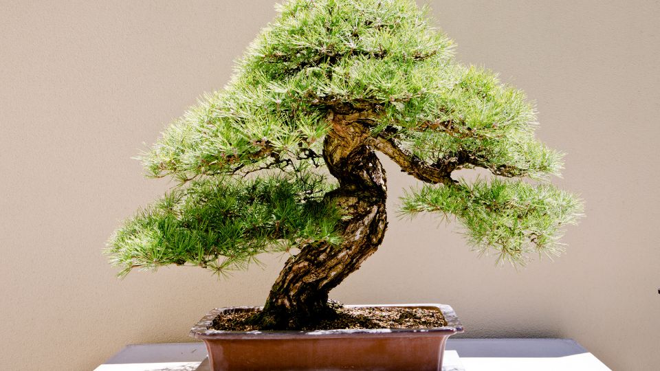 Bonsai 3