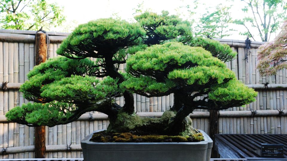 Bonsai 4