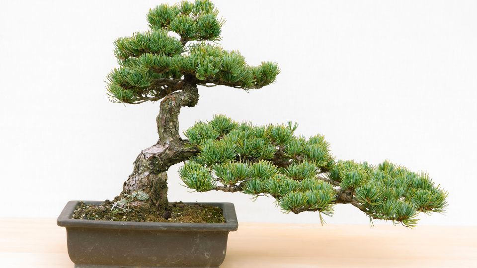 Bonsai 5