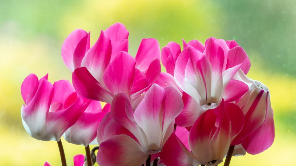 Ciklamen Cyclamen persicum 1