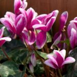 Ciklamen Cyclamen persicum