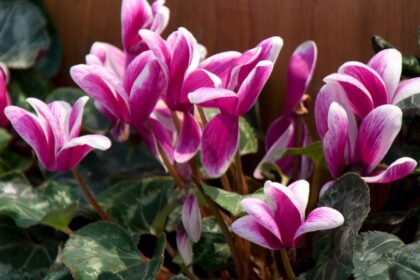 Ciklamen Cyclamen persicum