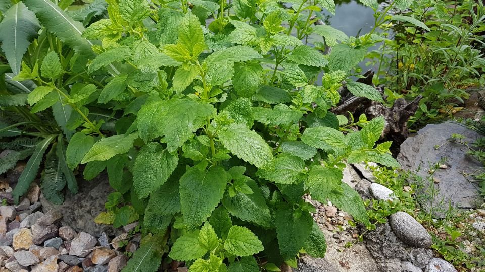Zöld citromfű növény, dús levelekkel, kövek között a kertben.