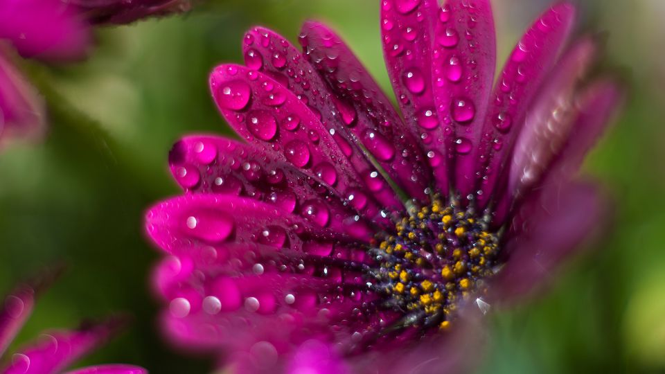 Cseppecskevirag Osteospermum ecklonis 1