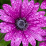 Cseppecskevirag Osteospermum ecklonis