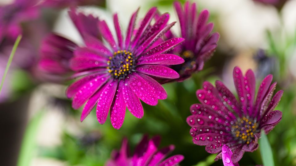 Cseppecskevirag Osteospermum ecklonis 2