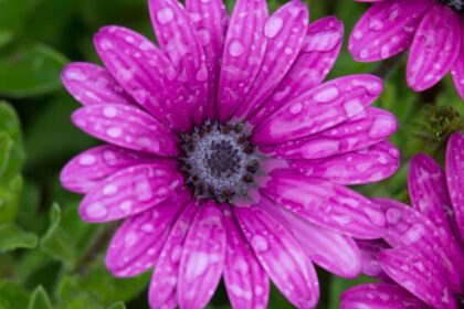 Cseppecskevirag Osteospermum ecklonis