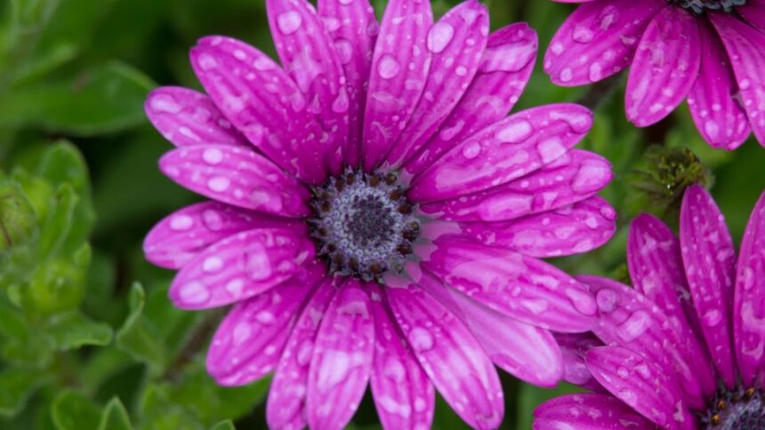 Cseppecskevirag Osteospermum ecklonis